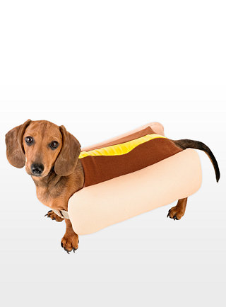 hotdog dog