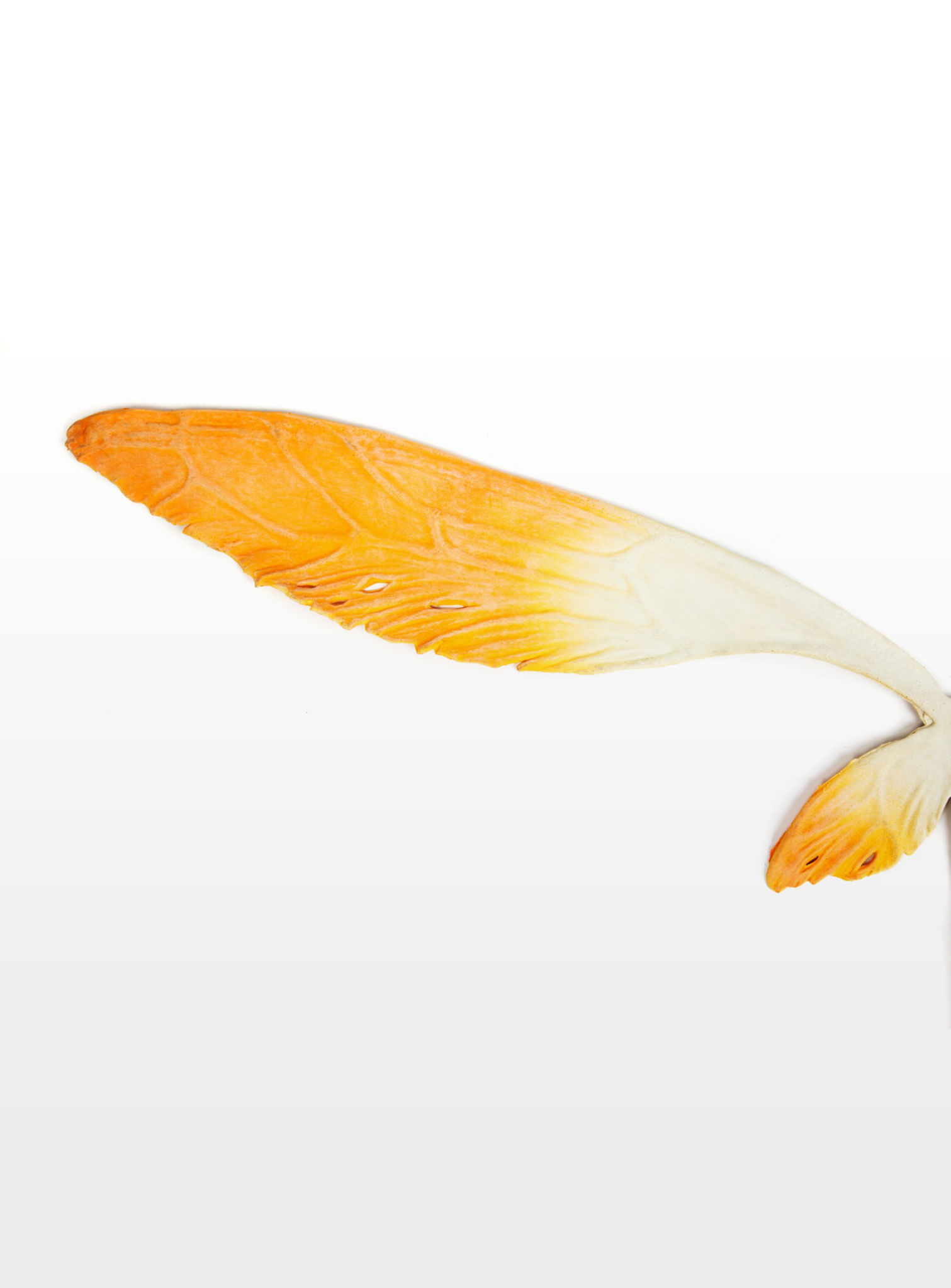 Large Fairy Wings orange 